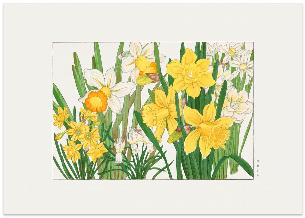 Daffodil