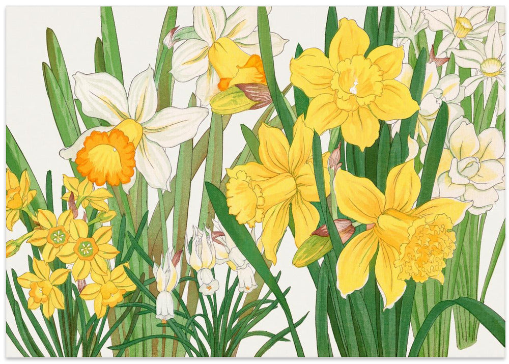 Daffodil No.2
