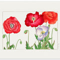 Vintage Poppy Flower