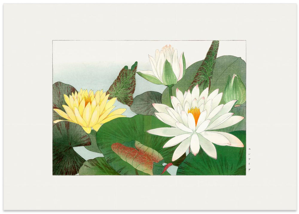 Nymphaea Lotus