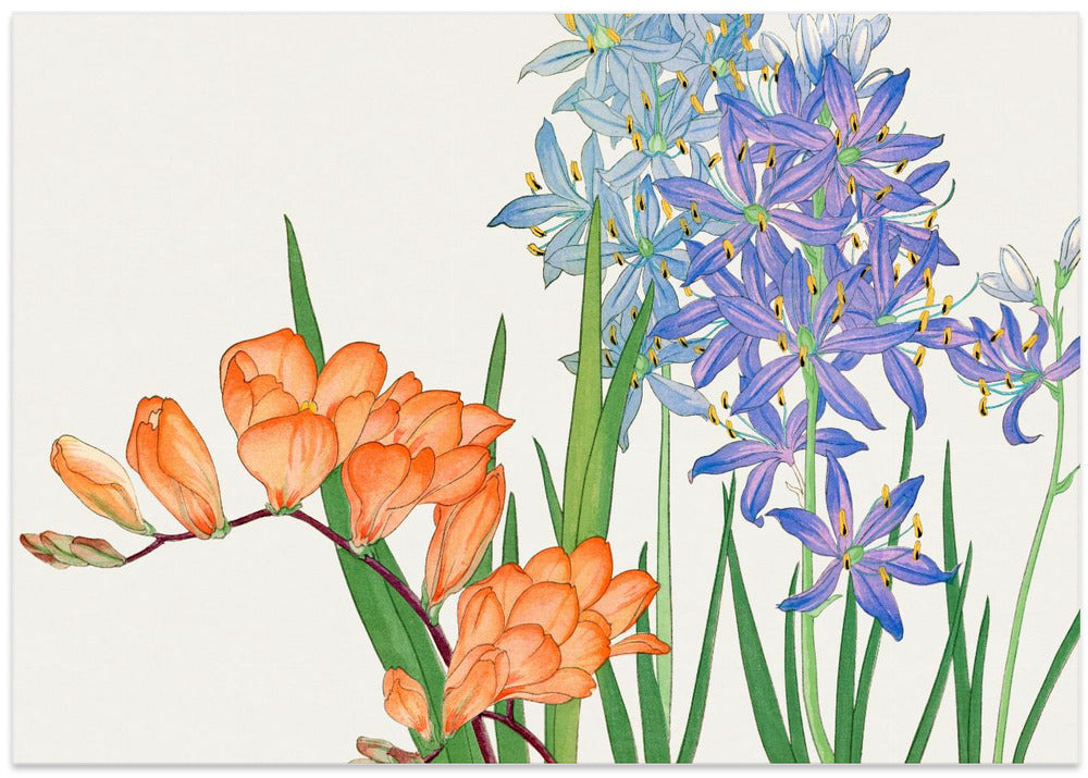 Freesia Flower No.2