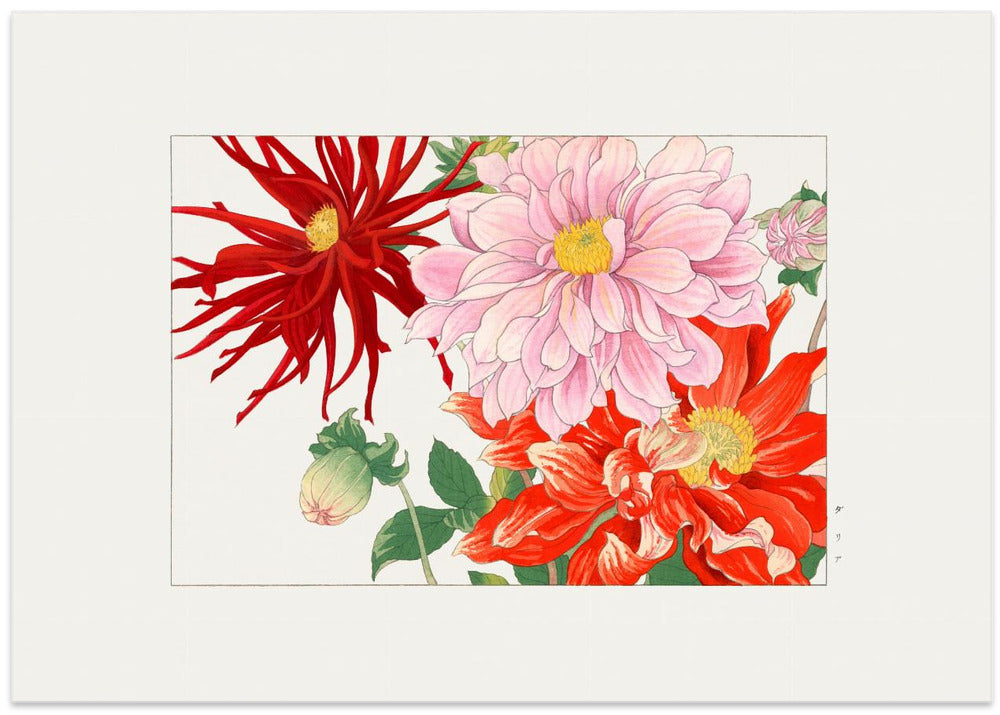Dahlia Flower