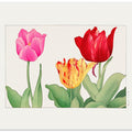 Tulips