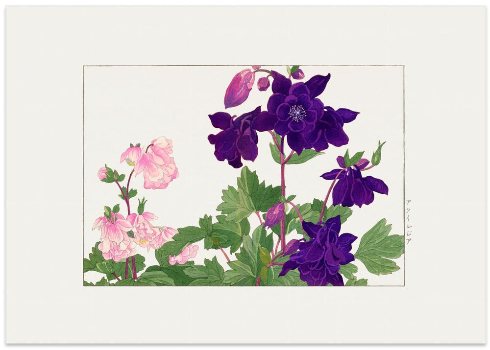 Aquilegia Flower No.2