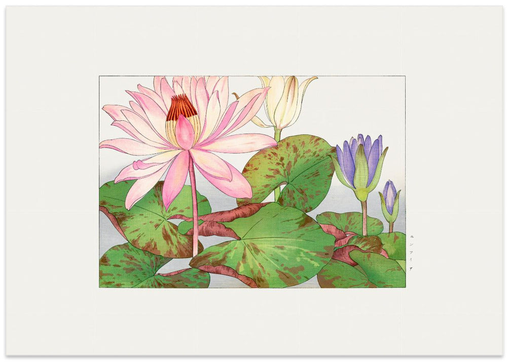 Nymphaea Lotus No.1