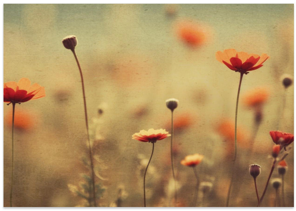 Whispering Poppies