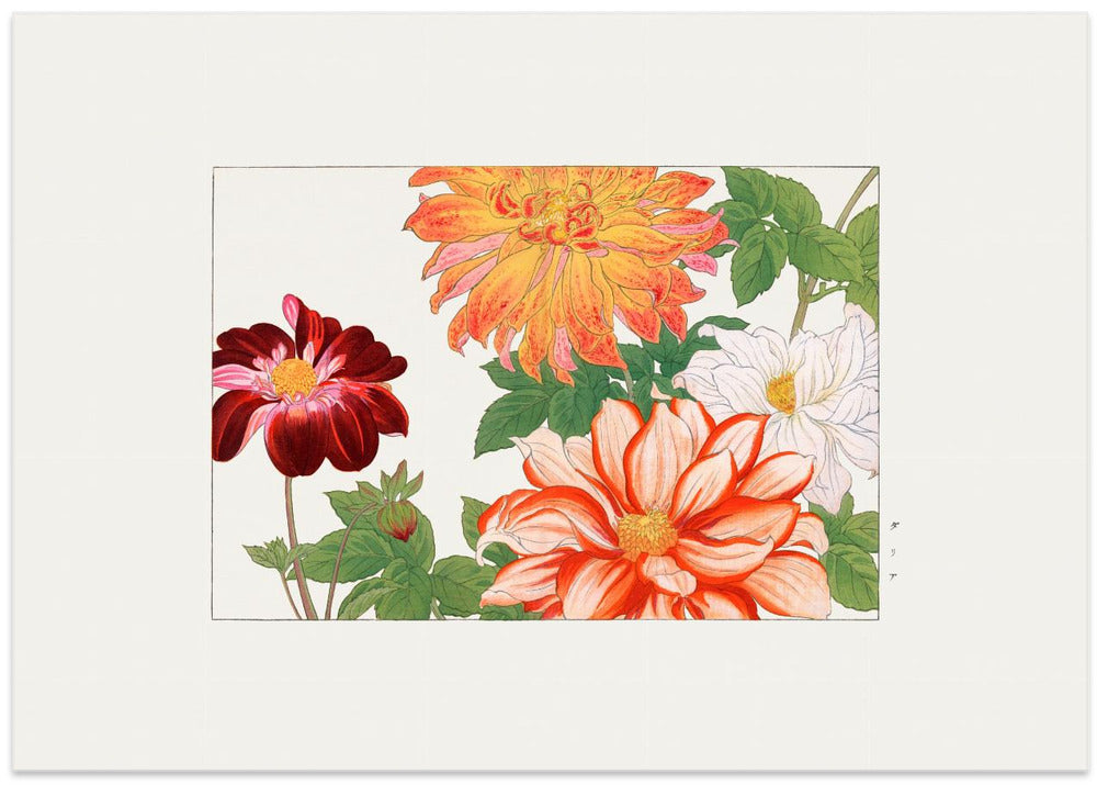 Dahlia Flower