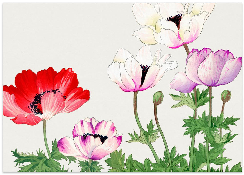 Poppy Flower No.2