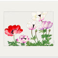 Poppy Flower