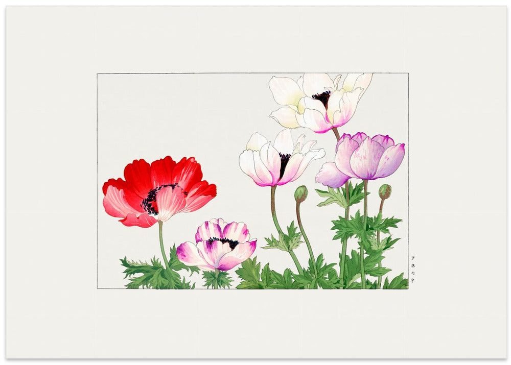 Poppy Flower