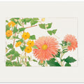 Thunbergia & Aster Flower,