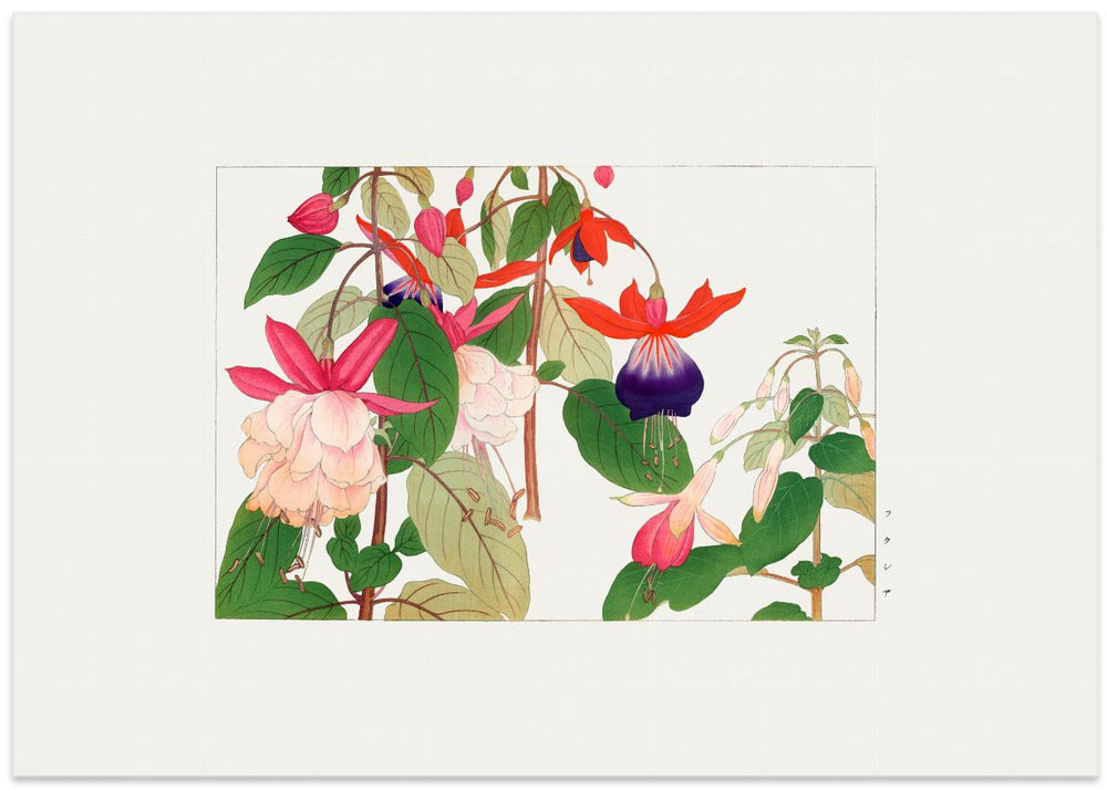 Fuchsia Flower