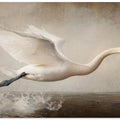 Graceful Flight