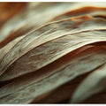 Rippling Petals