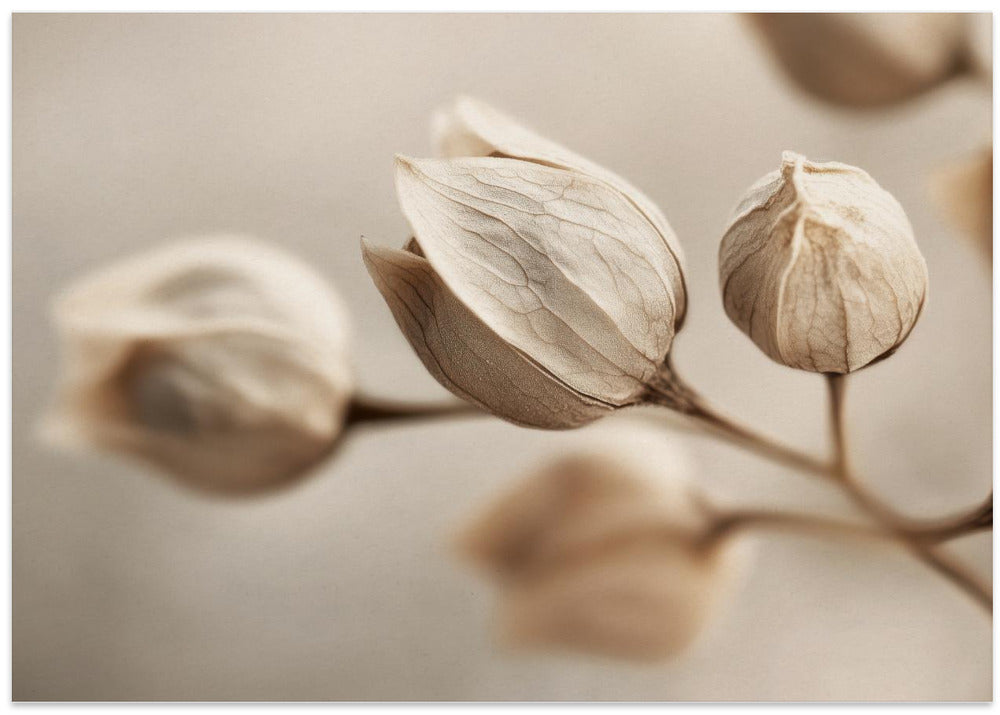Whispering Petals