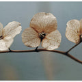 Whispering Petals