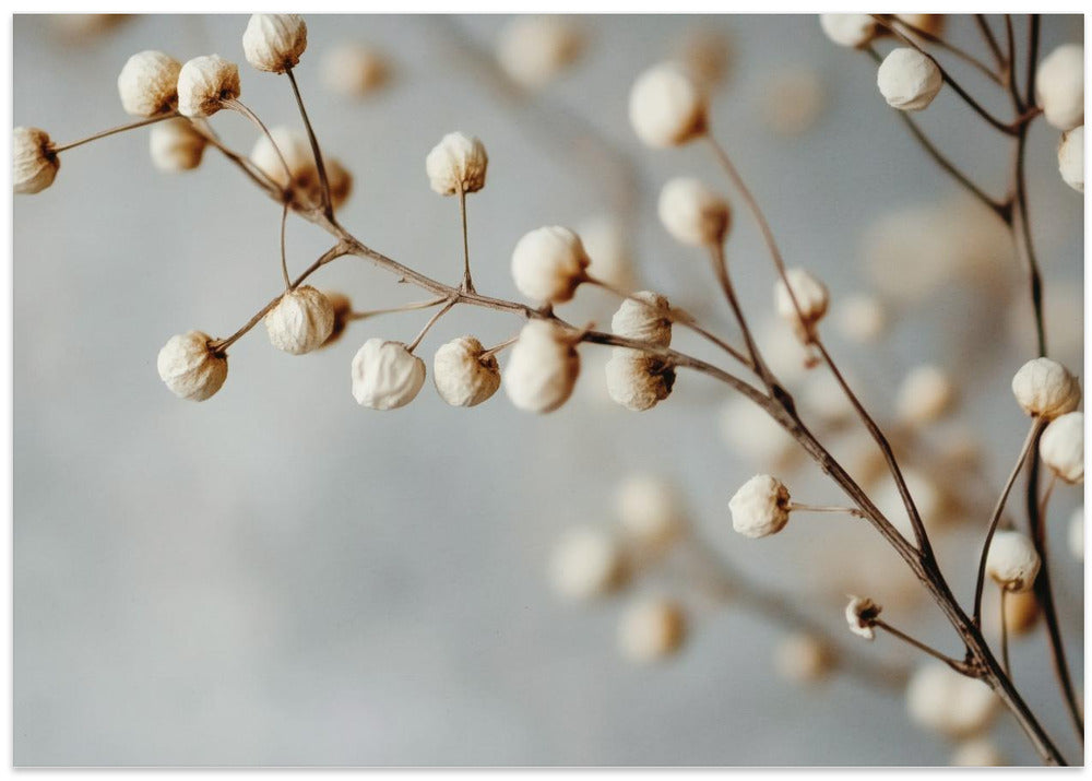 Dried Elegance