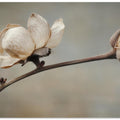 Delicate Petals