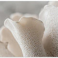 Porcelain Petals