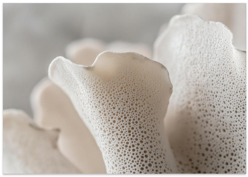 Porcelain Petals