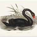 Black Swan