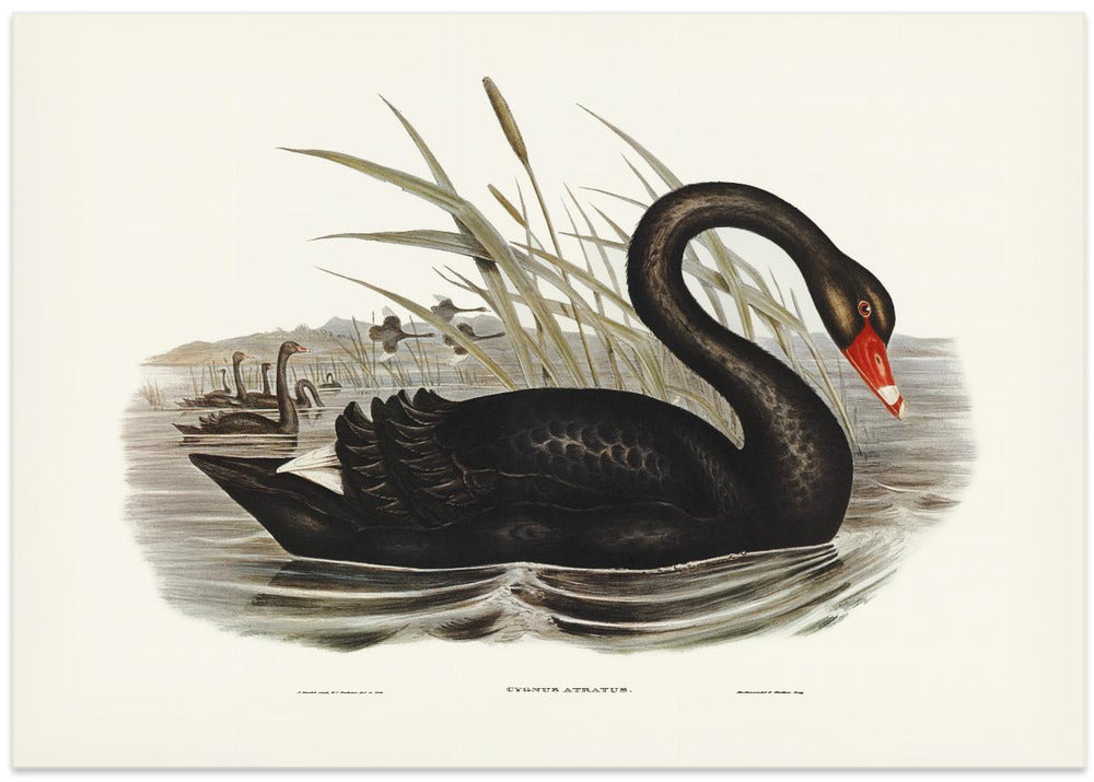 Black Swan