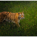 Spring time!! Panthera Tigris 7R54380