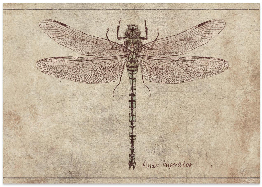 Anax Imperator Copy