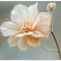 Petal Serenity