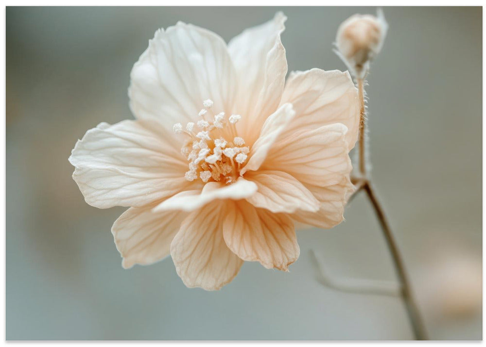 Petal Serenity
