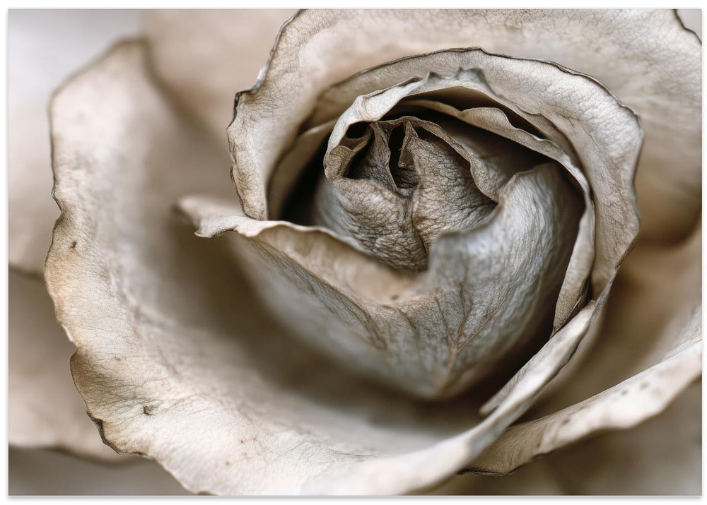 Faded Blossom