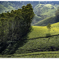 Eucalyptus and tea