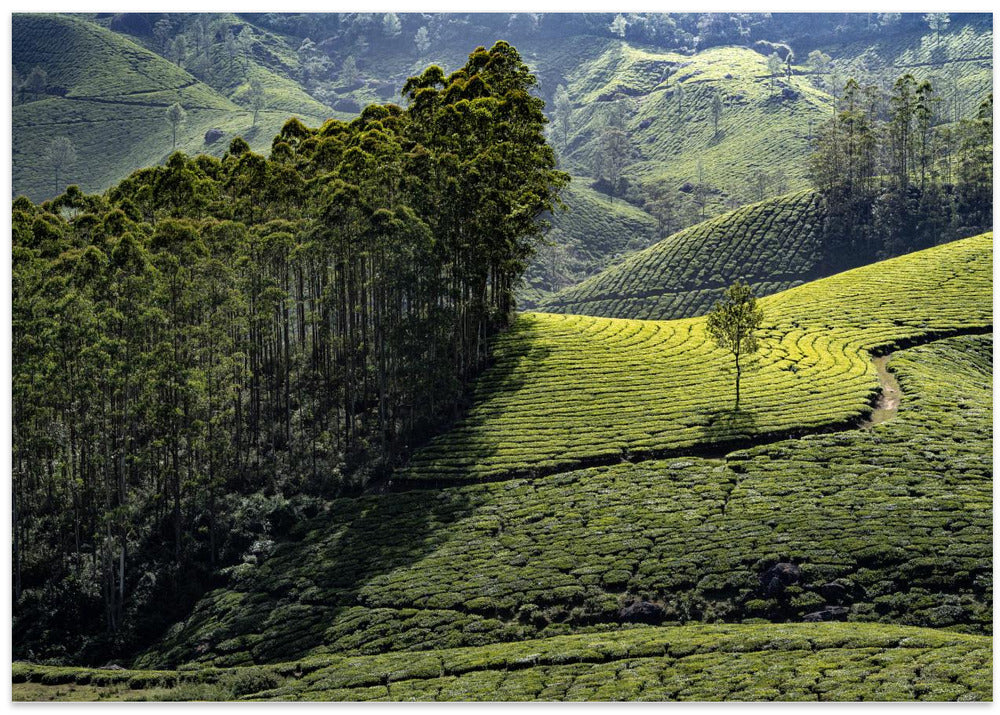 Eucalyptus and tea