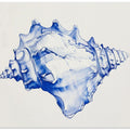 Blue Conch Harmony