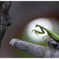 The conductor