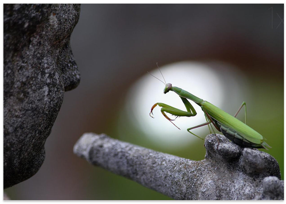The conductor