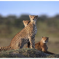 Cheetahs Family
