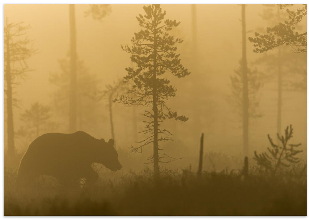 Morning Fog