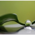 Green harmony