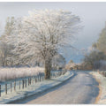 A Frosty Morning