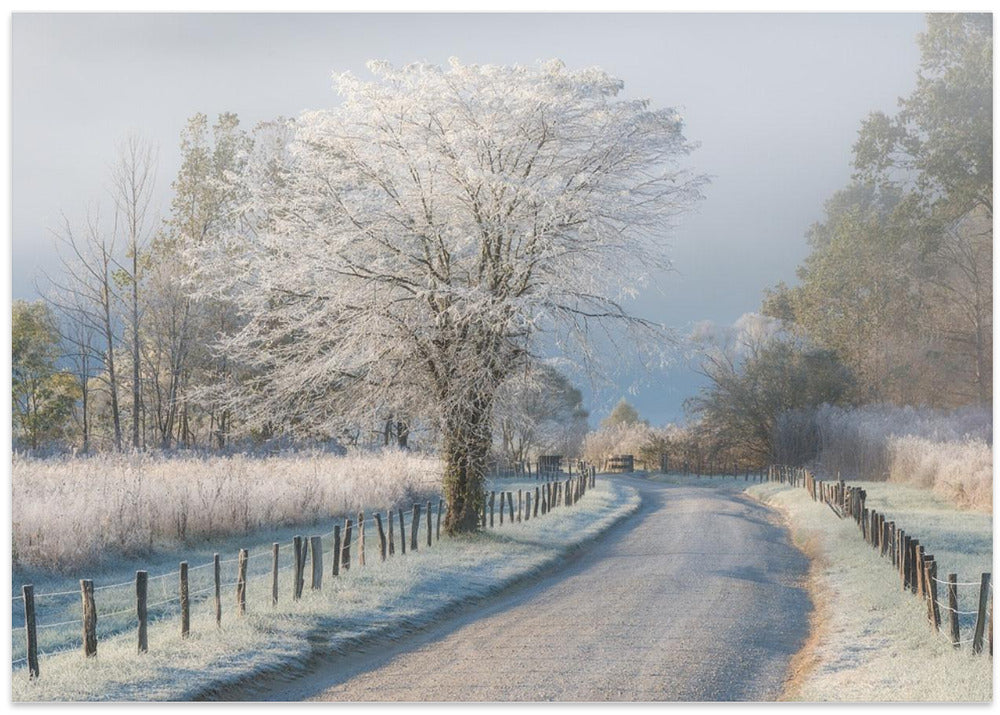 A Frosty Morning