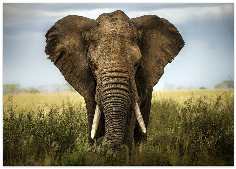 Encounters in Serengeti