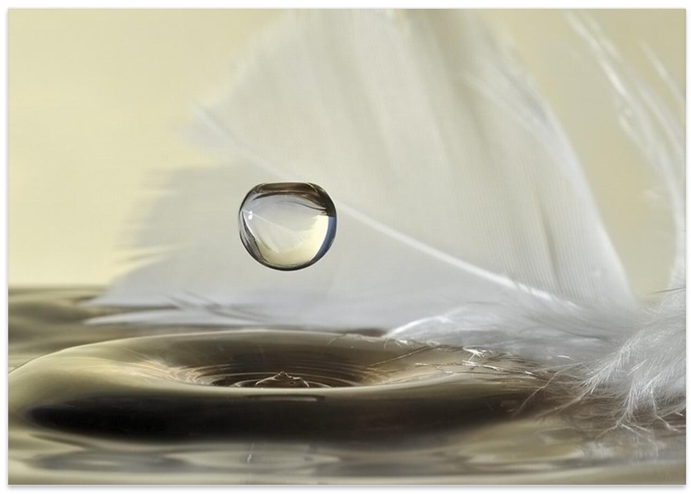 Feathers drop