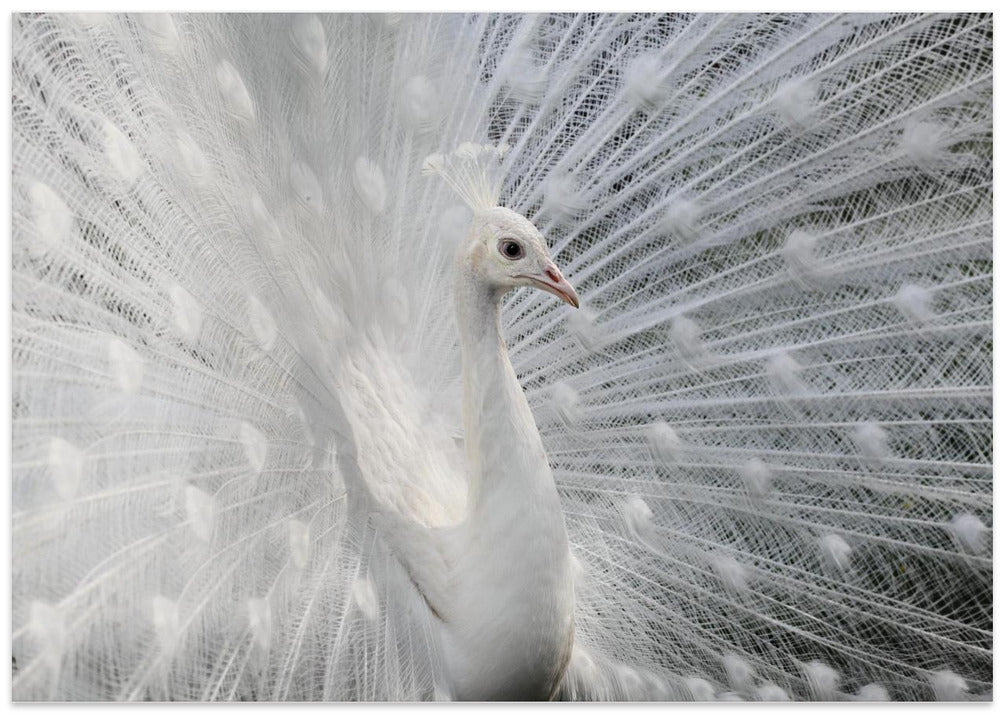 As white as snow