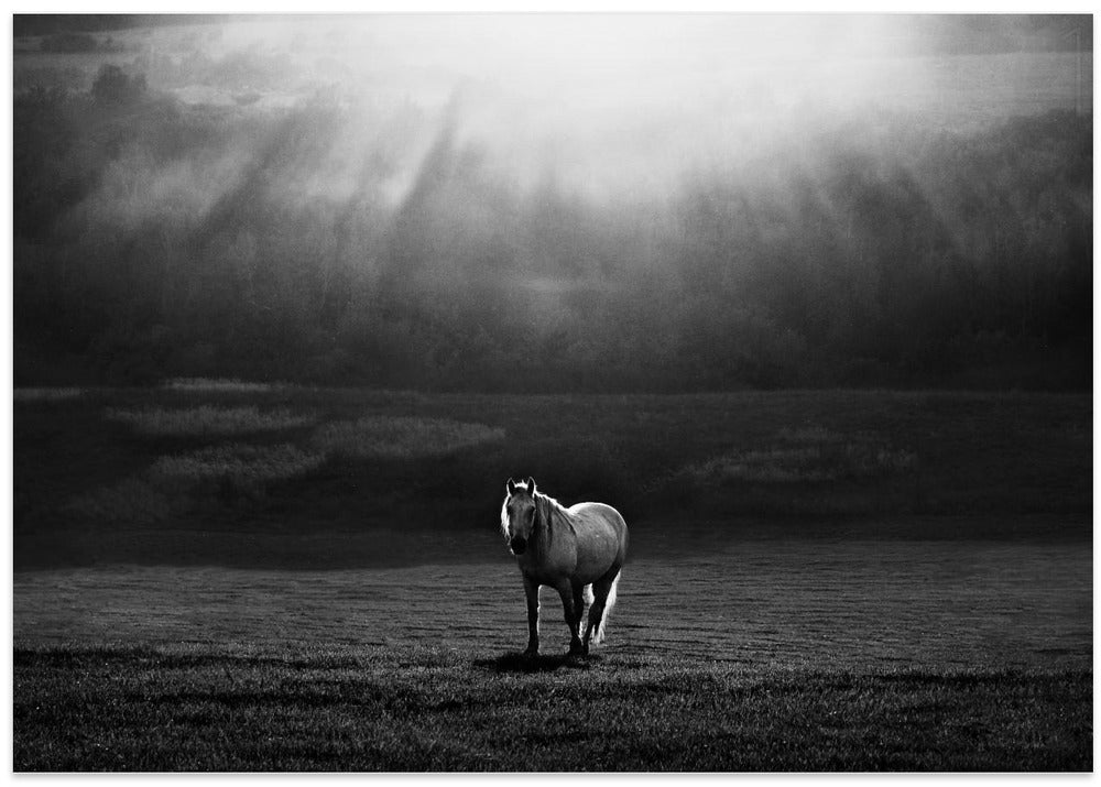 morning appearance