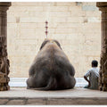 The Elephant & its Mahot