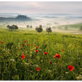 Tuscan spring