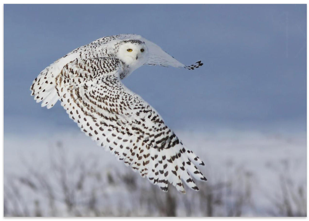 Snowy Owl
