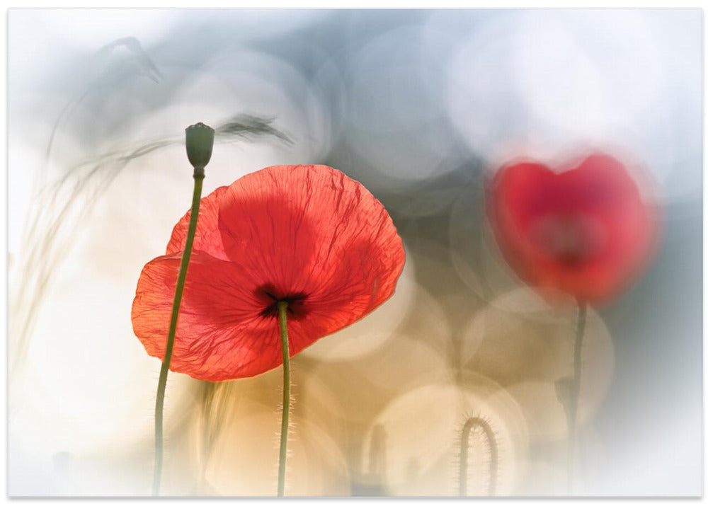 Morning Poppies