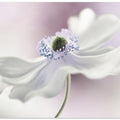 Anemone breeze